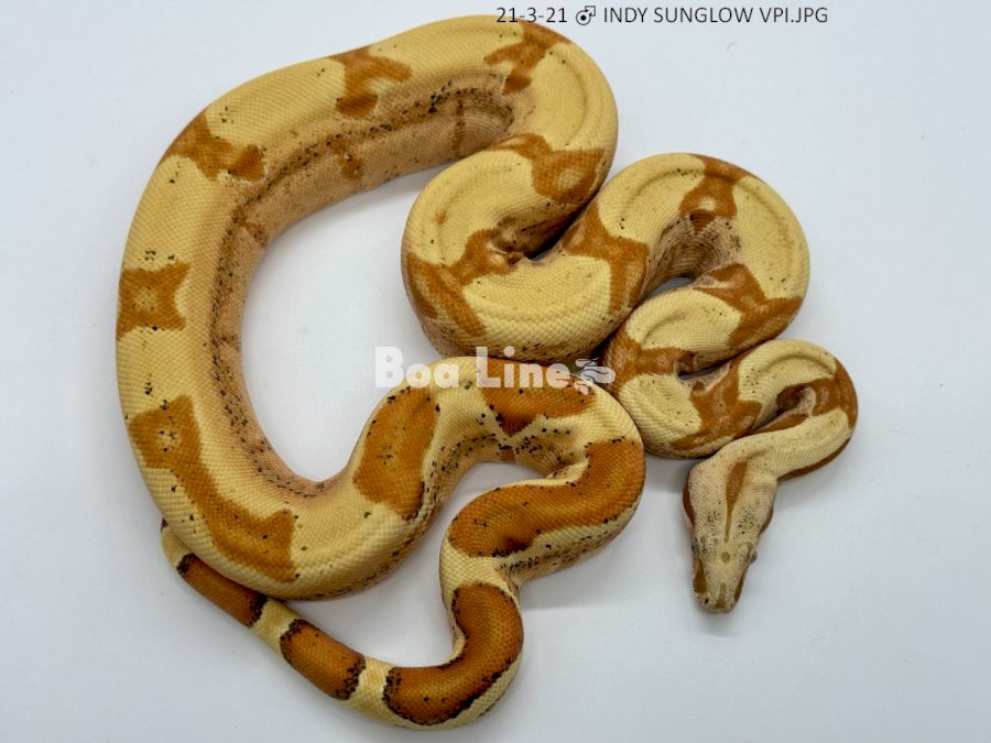 INDY SUNGLOW VPI